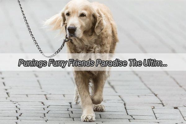 Punings Furry Friends Paradise The Ultimate Guide to Doggie Delights